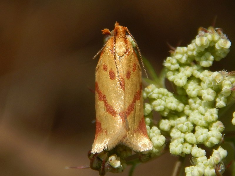 Cleptis pallidana?